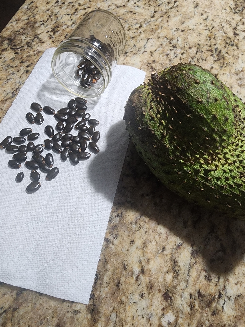 Soursop Fruit Shiny Black Seeds - Fresh Seeds For Sale